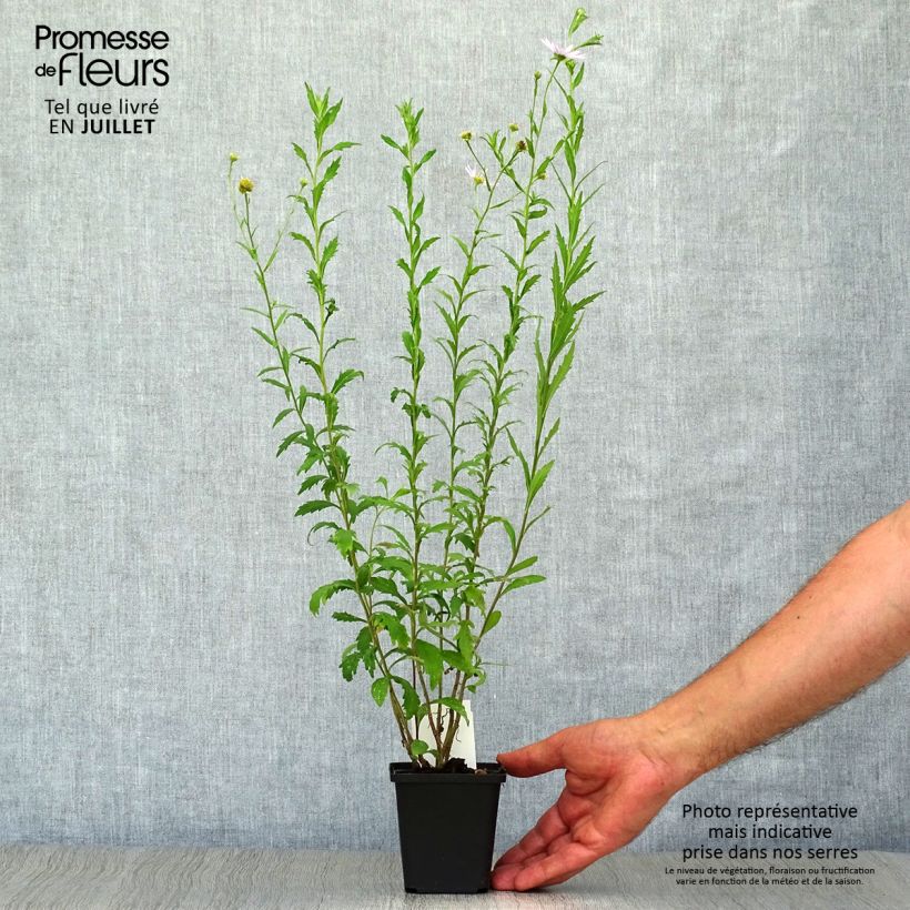 Ejemplar de Kalimeris incisa - Aster japonés Maceta de 8/9 cm entregado en verano