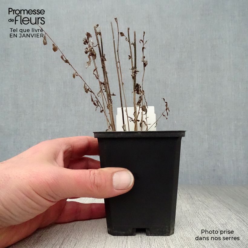 Kalimeris incisa - Aster japonés Maceta de 8/9 cm Ejemplar entregado en invierno