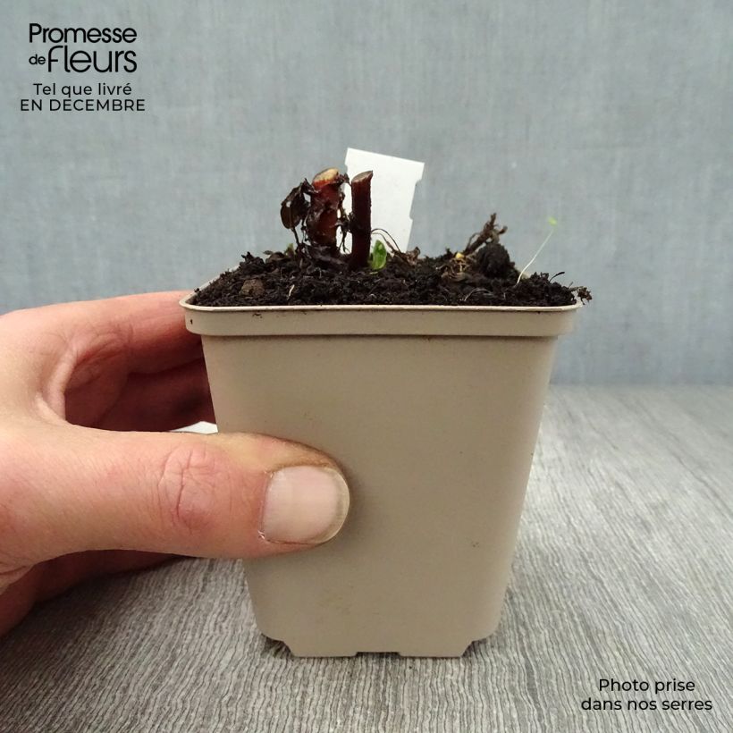 Kalimeris incisa Madiva - Aster japonés Maceta de 8/9 cm Ejemplar entregado en invierno