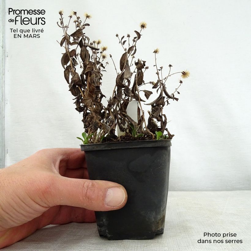 Kalimeris incisa Nana Blue - Aster japonés Maceta de 8/9 cm Ejemplar entregado en la primavera