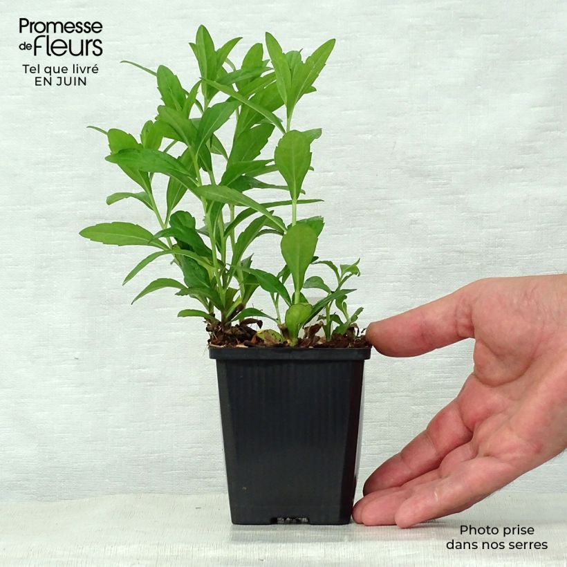 Ejemplar de Kalimeris incisa Nana Blue - Aster japonés Maceta de 8/9 cm entregado en verano