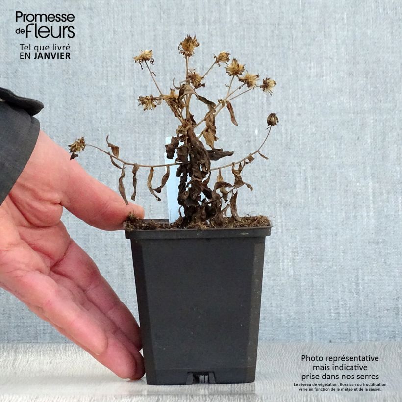 Kalimeris incisa Nana Blue - Aster japonés Maceta de 8/9 cm Ejemplar entregado en invierno