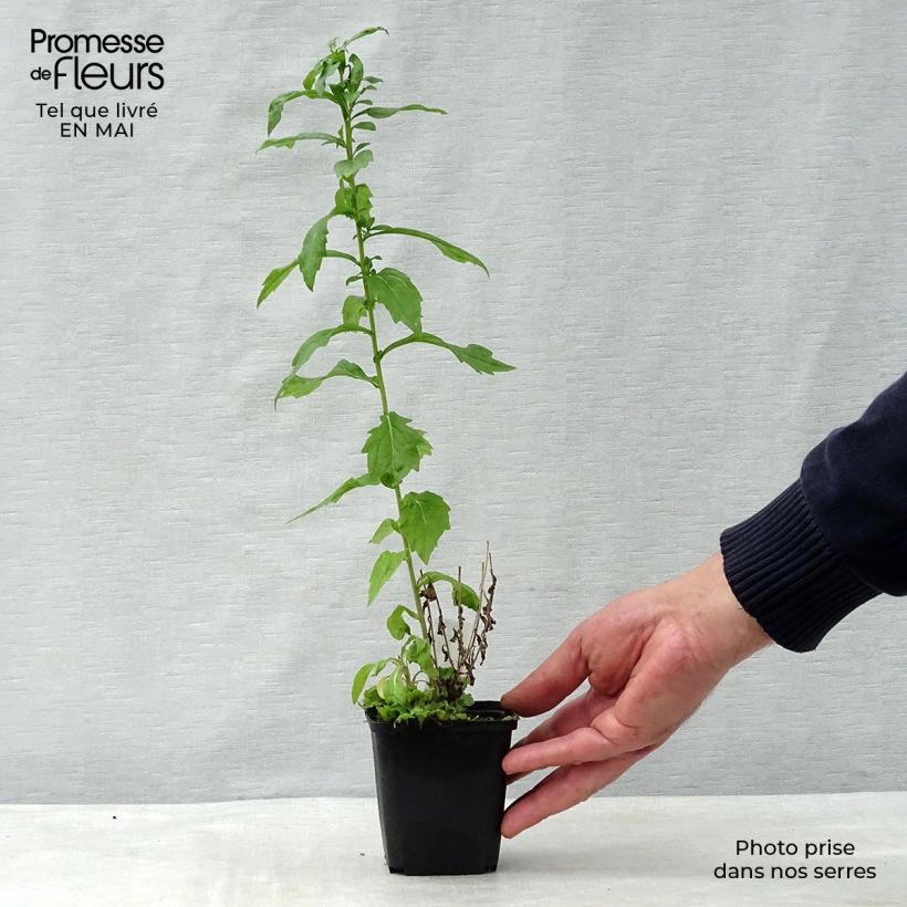 Kalimeris mongolica Antonia - Aster japonés Maceta de 8/9 cm Ejemplar entregado en la primavera