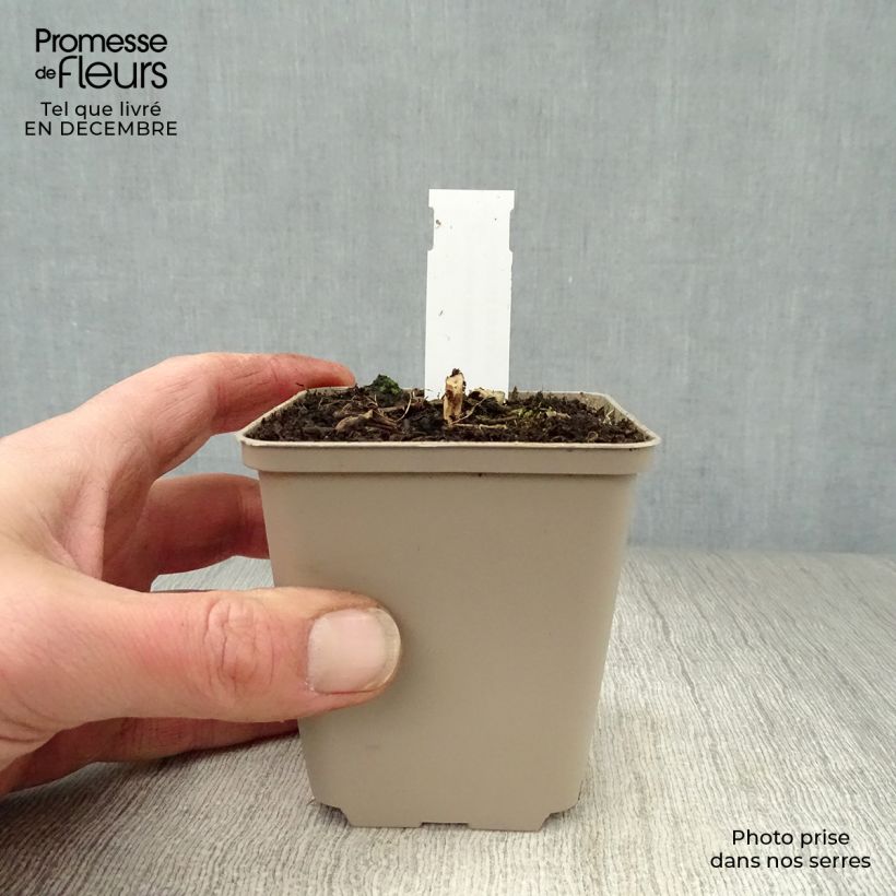 Kalimeris mongolica Antonia - Aster japonés Maceta de 8/9 cm Ejemplar entregado en invierno