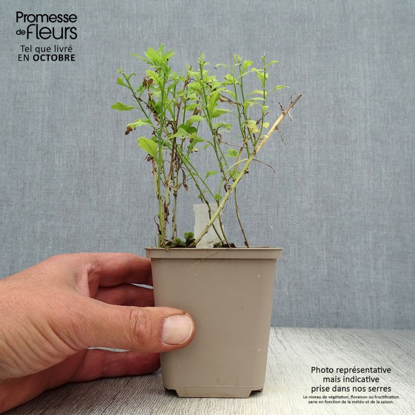 Ejemplar de Kalimeris pinnatifida var. hortensis - Aster japonés Maceta de 8/9 cm entregado en otoño