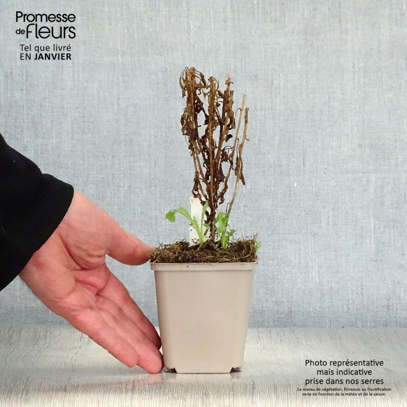 Kalimeris pinnatifida var. hortensis - Aster japonés Maceta de 8/9 cm Ejemplar entregado en invierno