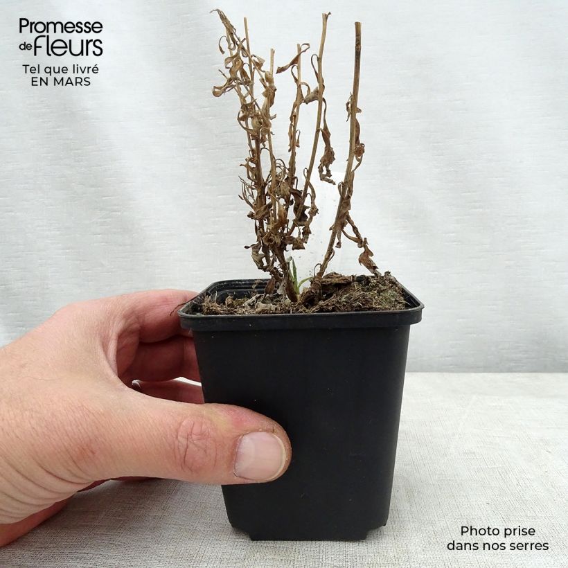Kalimeris pinnatifida var. hortensis - Aster japonés Maceta de 8/9 cm Ejemplar entregado en la primavera