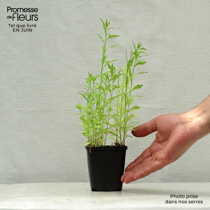 Ejemplar de Kalimeris pinnatifida var. hortensis - Aster japonés Maceta de 8/9 cm entregado en verano
