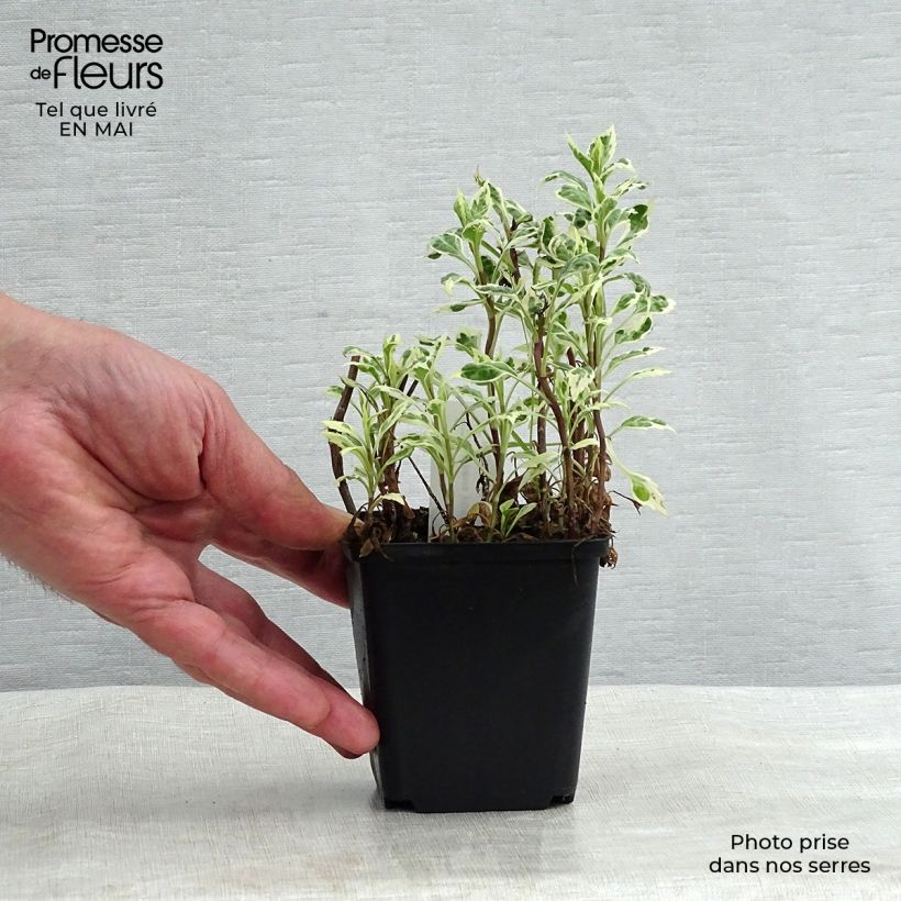 Kalimeris yomena Shogun - Aster japonés Maceta de 8/9 cm Ejemplar entregado en la primavera