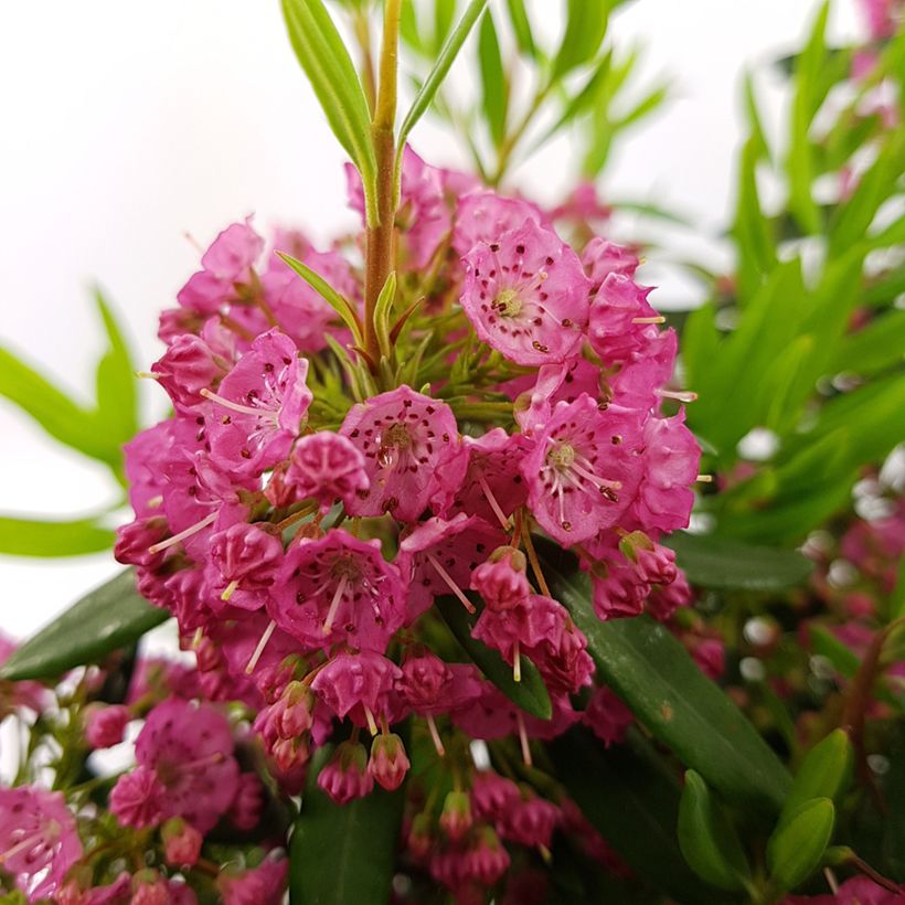 Kalmia angustifolia Rubra - Laurel de montaña (Floración)