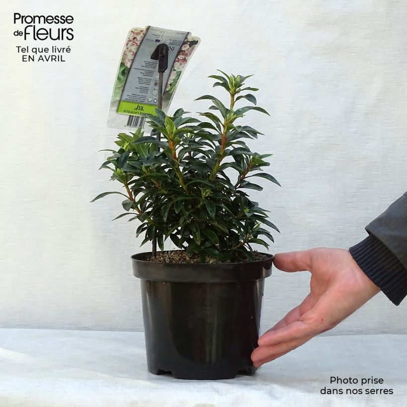 Kalmia latifolia Elf Maceta 3L/4L Ejemplar entregado en la primavera