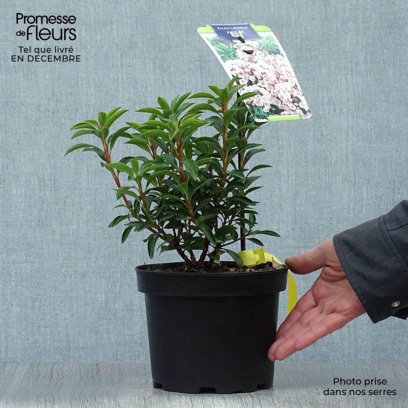 Kalmia latifolia Elf Maceta 3L/4L Ejemplar entregado en invierno