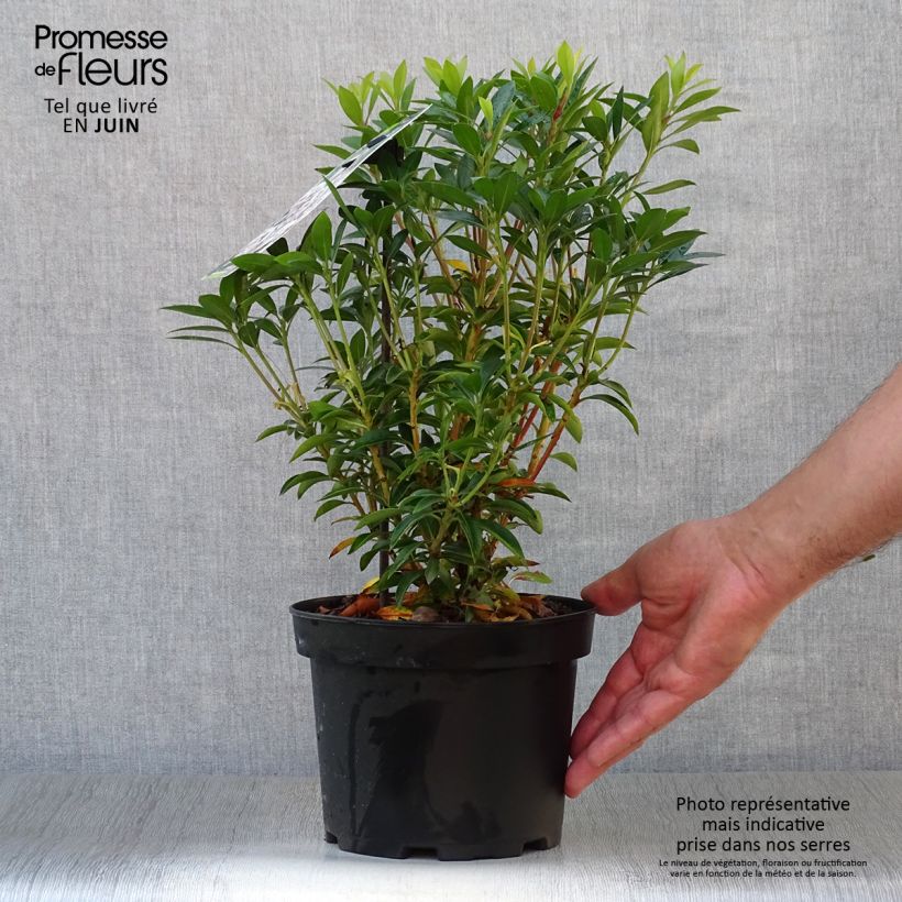 Ejemplar de Kalmia latifolia Elf Maceta 3L/4L entregado en verano