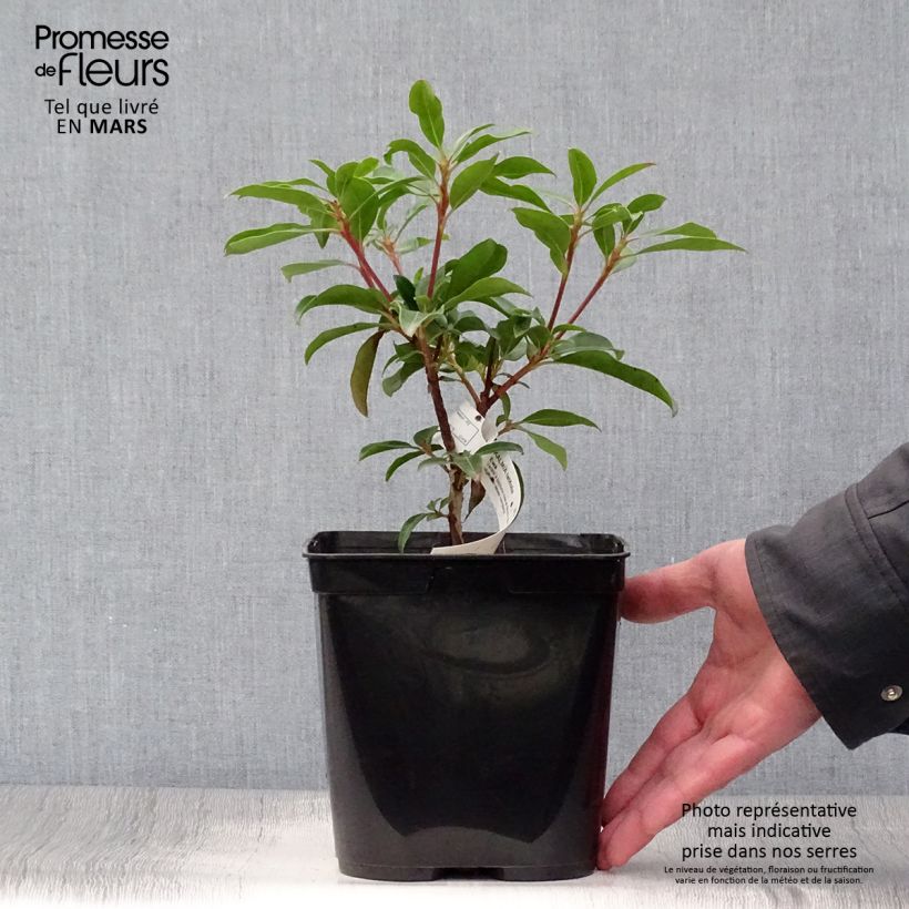 Kalmia latifolia Ewa Maceta 3L/4L Ejemplar entregado en la primavera