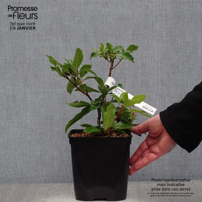 Kalmia latifolia Ewa Maceta 3L/4L Ejemplar entregado en invierno