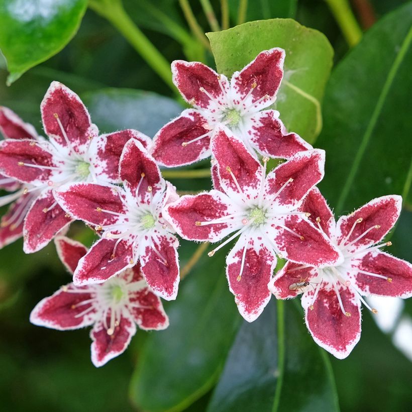 Kalmia latifolia Galaxy (Floración)