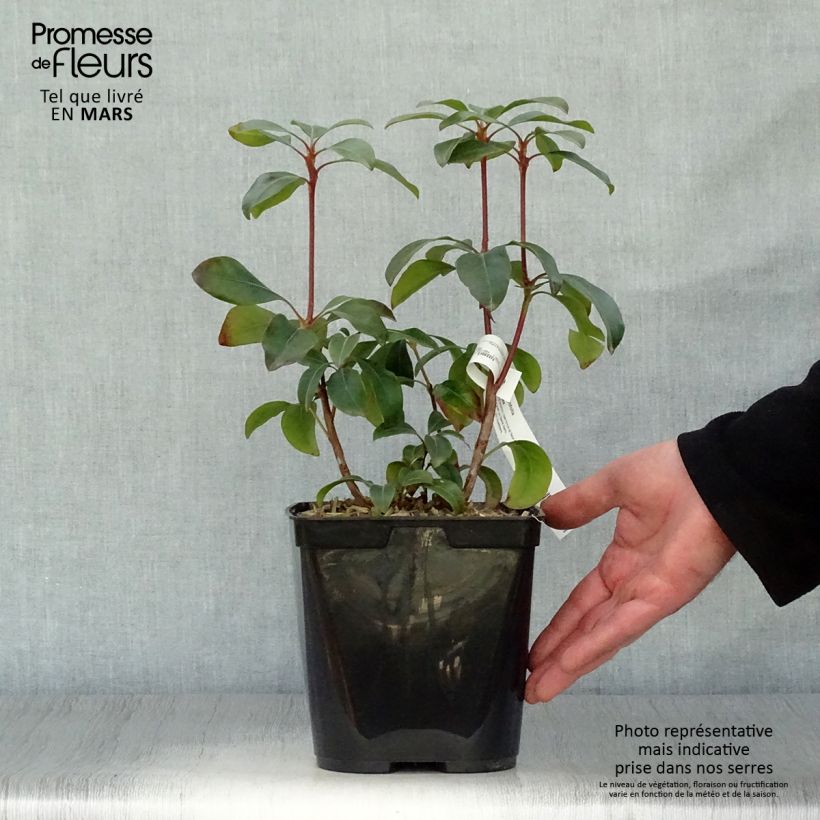 Kalmia latifolia Keepsake Maceta 2L/3L Ejemplar entregado en la primavera