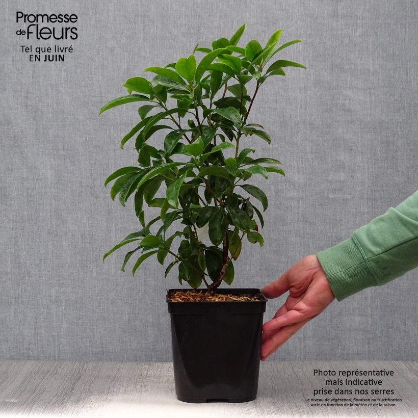 Ejemplar de Kalmia latifolia Latchmin Maceta 4L/5L entregado en verano