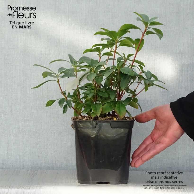 Kalmia latifolia Latchmin Maceta 4L/5L Ejemplar entregado en la primavera