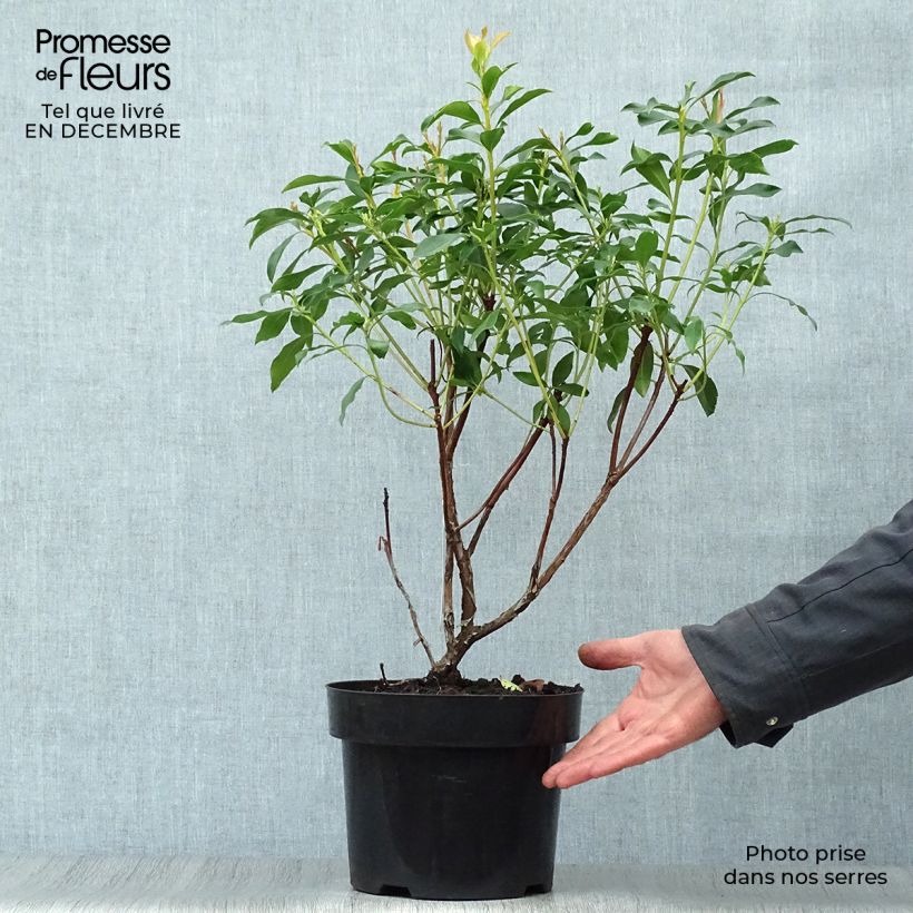 Kalmia latifolia - Laurel de montaña Maceta 2L/3L Ejemplar entregado en invierno
