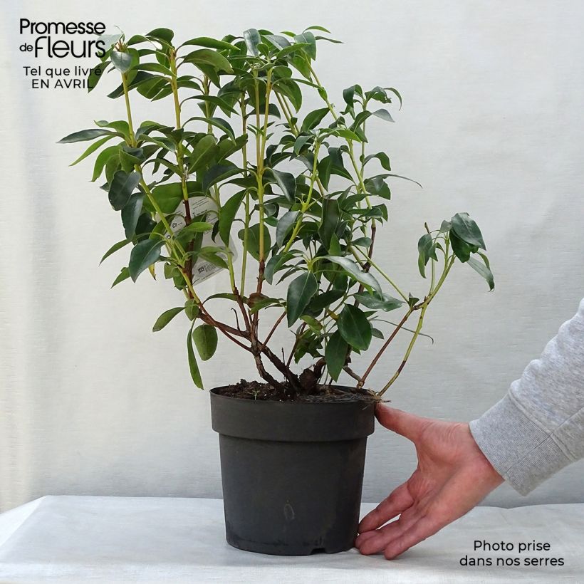 Kalmia latifolia - Laurel de montaña Maceta 2L/3L Ejemplar entregado en la primavera