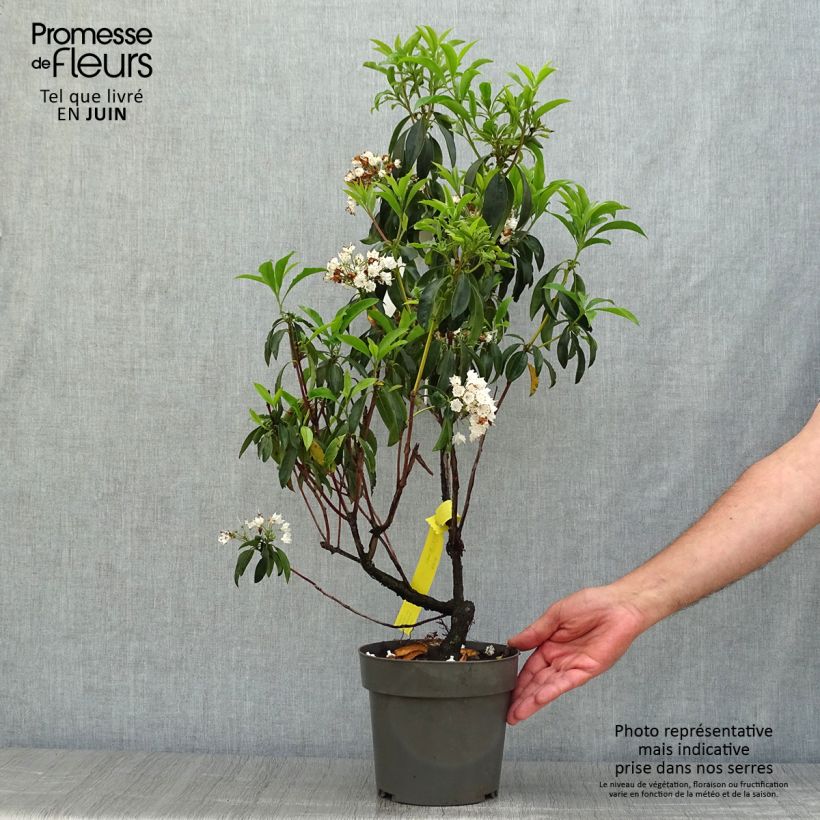 Ejemplar de Kalmia latifolia - Laurel de montaña Maceta 2L/3L entregado en verano
