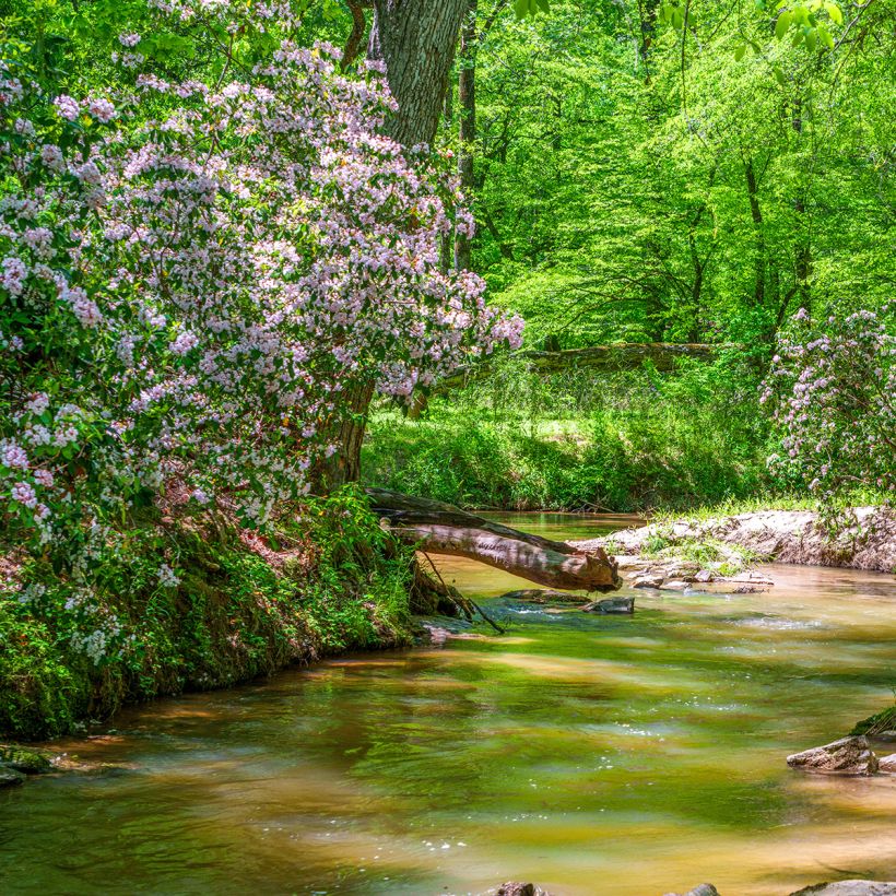 Kalmia latifolia - Laurel de montaña (Porte)