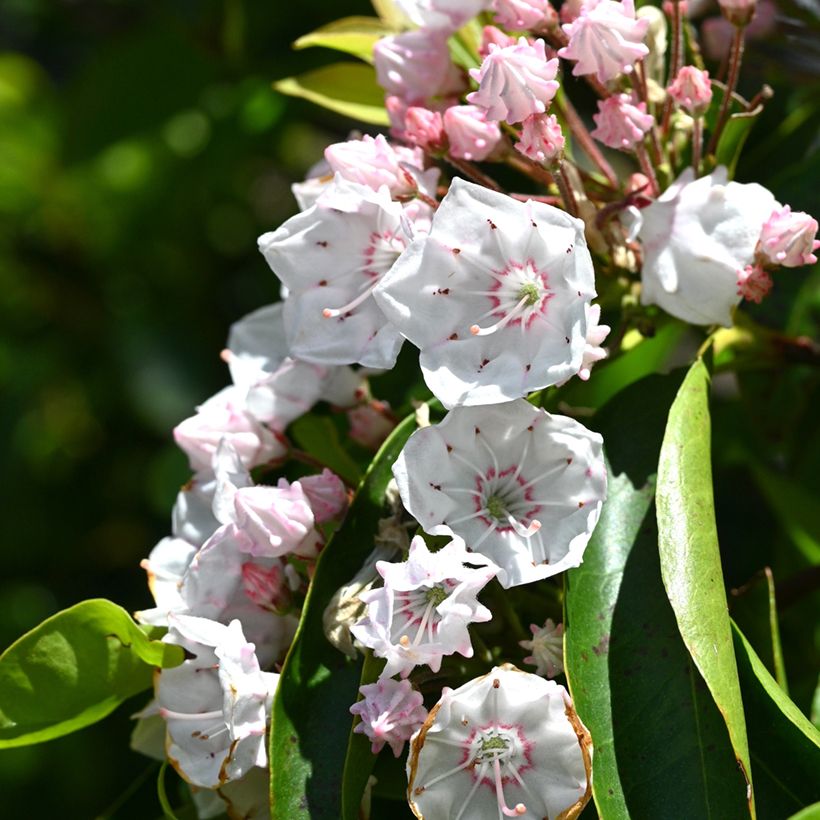 Kalmia latifolia - Laurel de montaña (Floración)