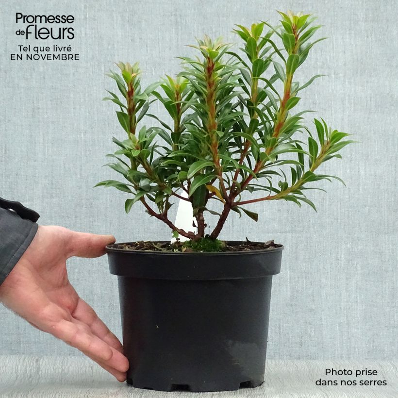 Ejemplar de Kalmia latifolia Minuet Maceta 2L/3L entregado en otoño