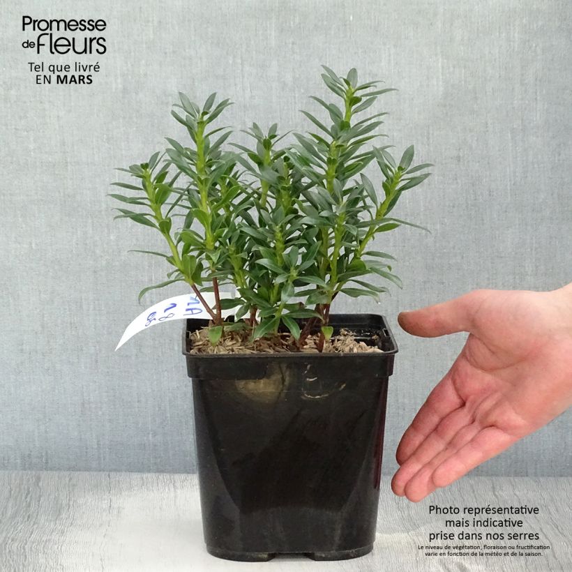 Kalmia latifolia Minuet Maceta 2L/3L Ejemplar entregado en la primavera