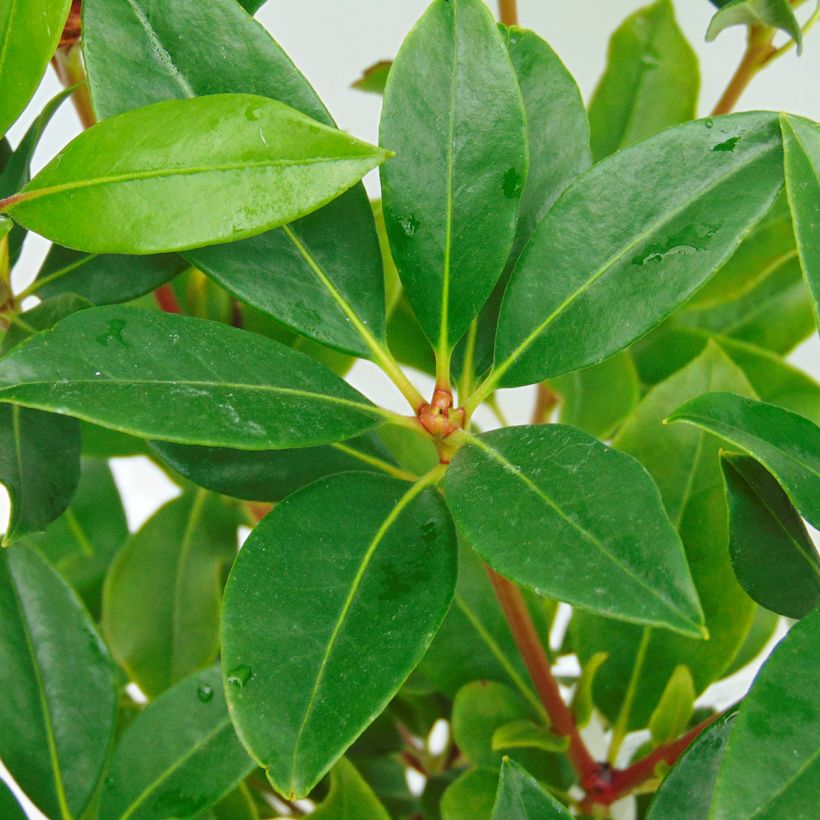 Kalmia latifolia Olympic Fire (Follaje)