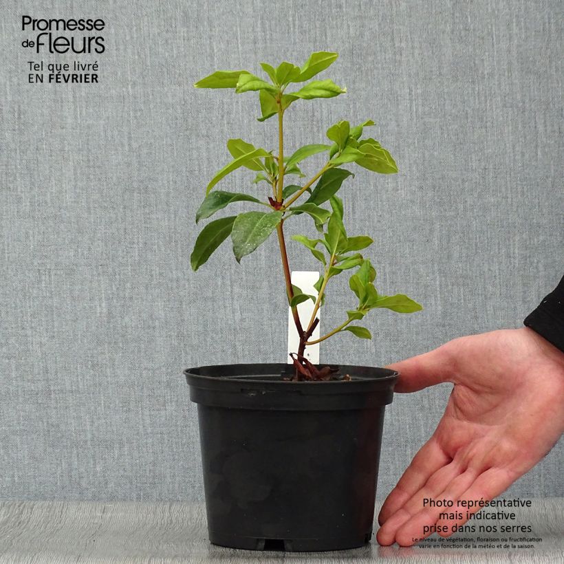 Kalmia latifolia Otsbo Red Maceta 2L/3L Ejemplar entregado en invierno