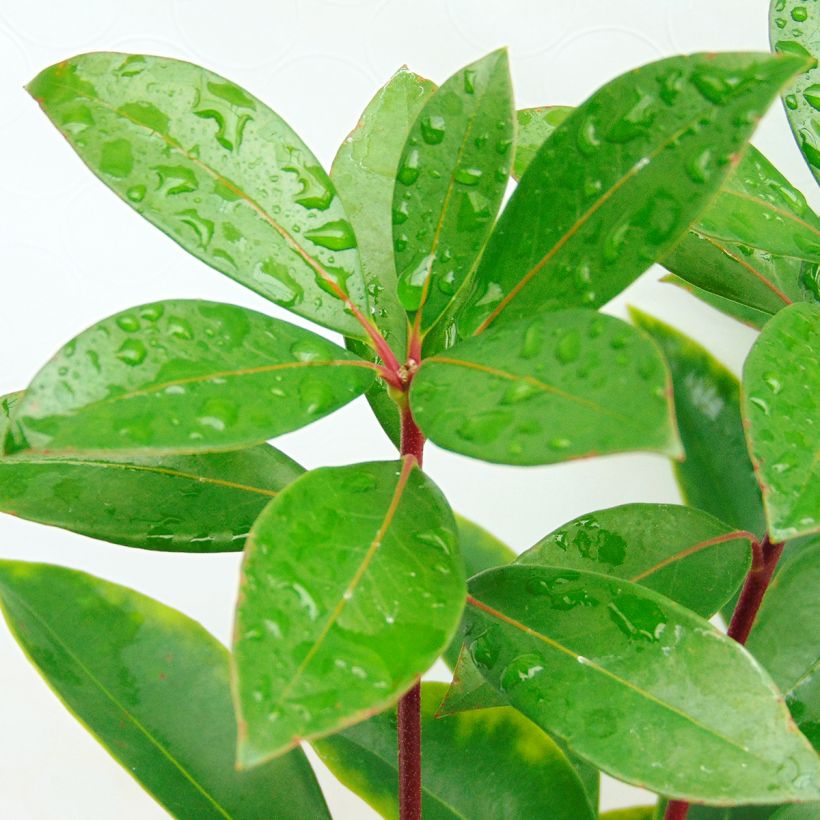Kalmia latifolia Peppermint (Follaje)