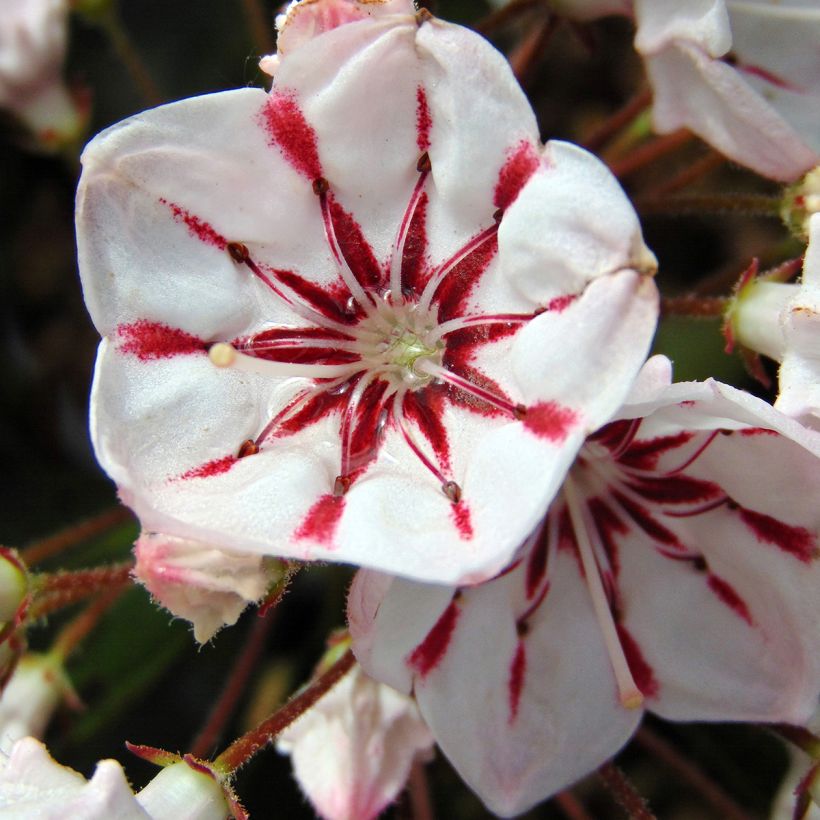 Kalmia latifolia You Can (Floración)