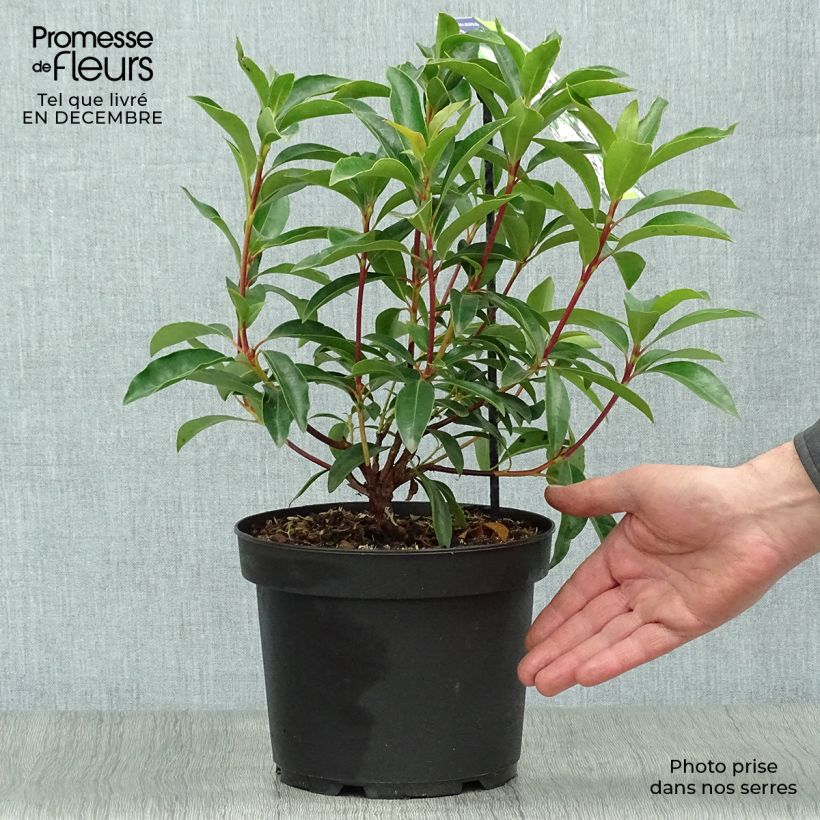 Kalmia latifolia Peppermint Maceta 3L/4L Ejemplar entregado en invierno
