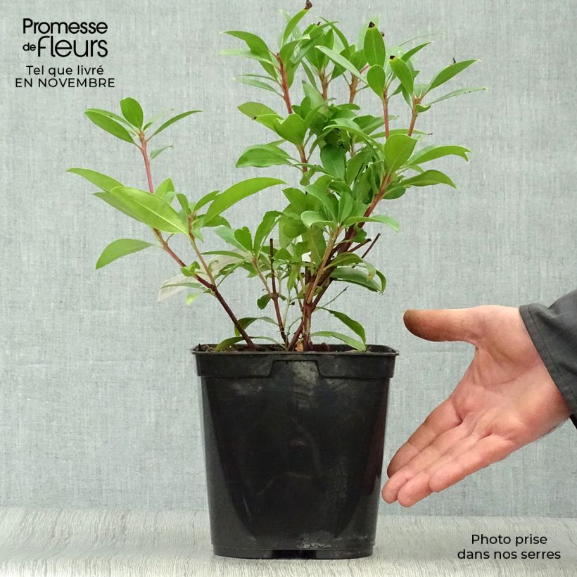 Ejemplar de Kalmia latifolia Pinkobello Maceta 3L/4L entregado en otoño