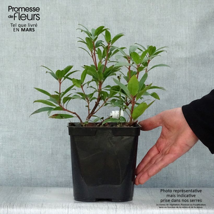 Kalmia latifolia Pinkobello Maceta 3L/4L Ejemplar entregado en la primavera