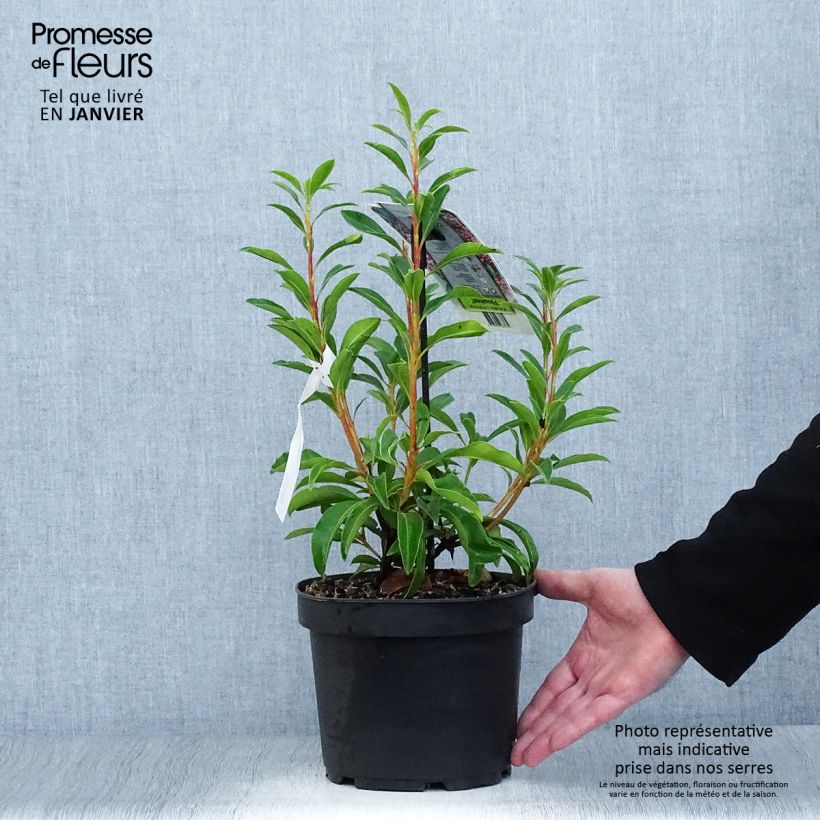 Kalmia latifolia Pinwheel Maceta 3L/4L Ejemplar entregado en invierno