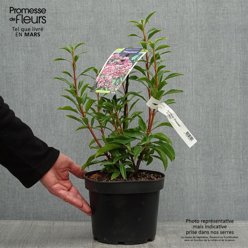Kalmia latifolia Pinwheel Maceta 3L/4L Ejemplar entregado en la primavera