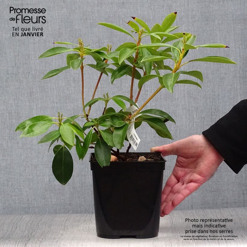 Kalmia latifolia Tad Maceta 3L/4L Ejemplar entregado en invierno