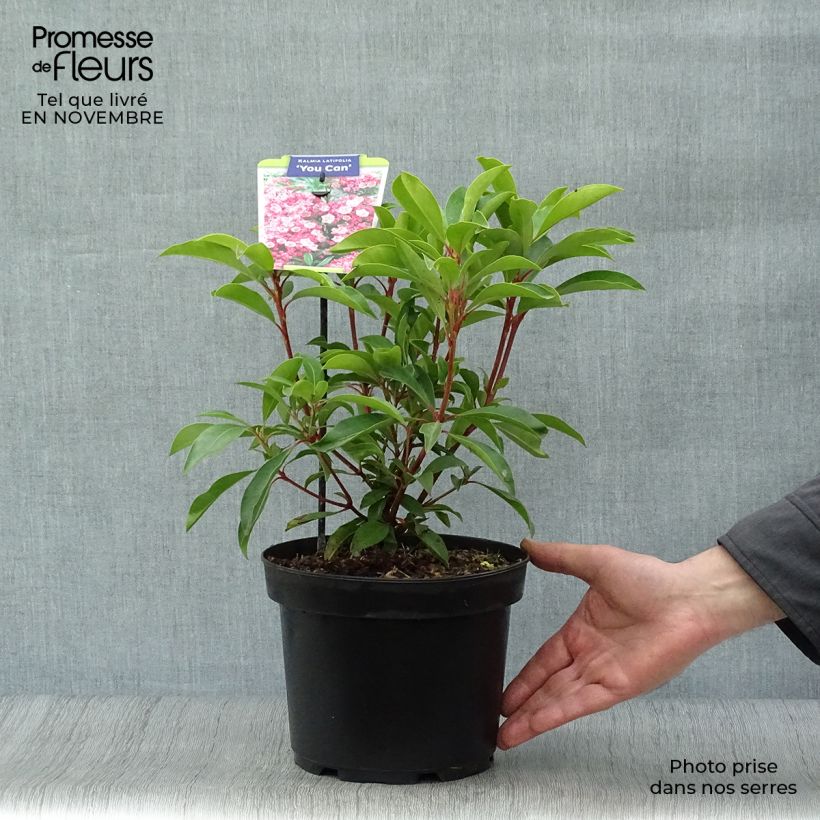 Ejemplar de Kalmia latifolia You Can Maceta 2L/3L entregado en otoño