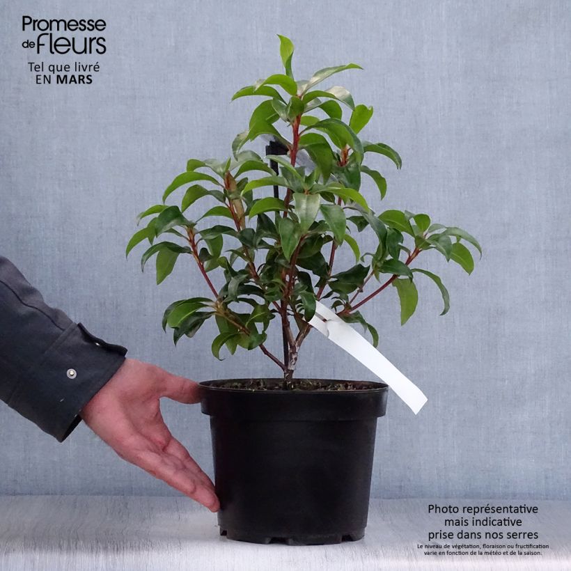 Kalmia latifolia Zebulon Maceta 3L/4L Ejemplar entregado en la primavera