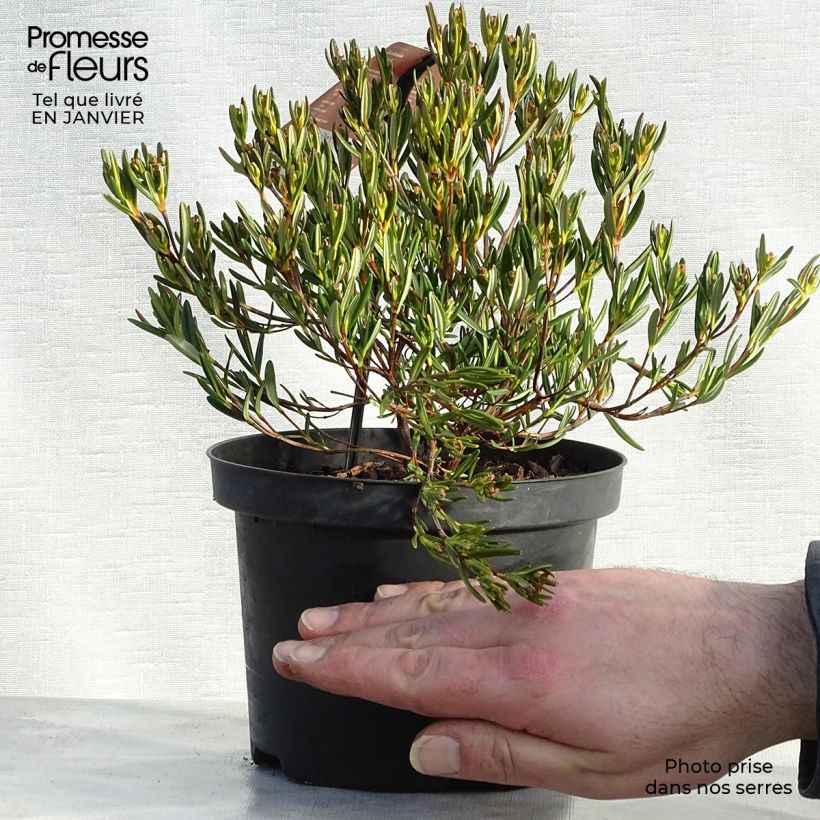 Kalmia polifolia - Laurel de pantano Maceta 2L/3L Ejemplar entregado en invierno