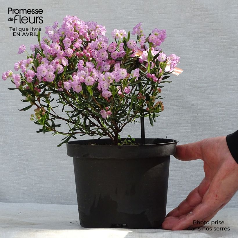 Kalmia polifolia - Laurel de pantano Maceta 2L/3L Ejemplar entregado en la primavera