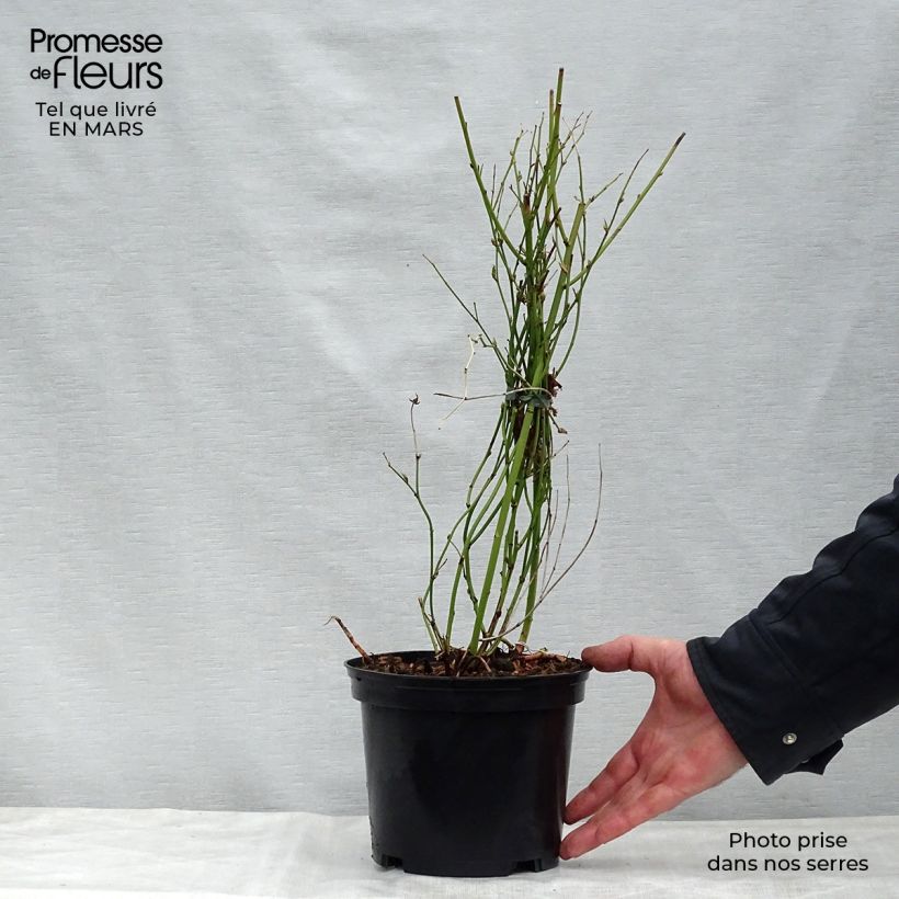 Kerria japonica Golden Guinea Maceta 2L/3L Ejemplar entregado en la primavera