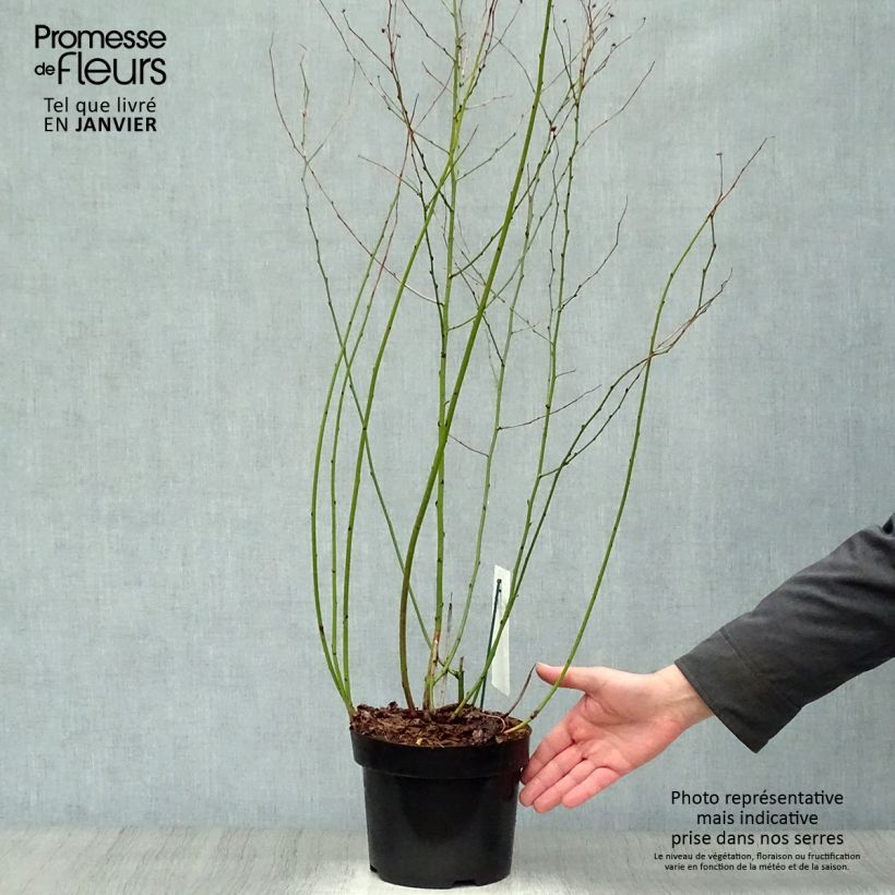 Kerria japonica Golden Guinea Maceta 2L/3L Ejemplar entregado en invierno