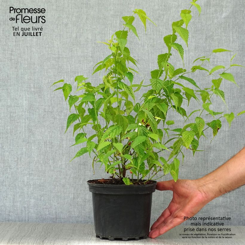 Ejemplar de Kerria japonica Golden Guinea Maceta 2L/3L entregado en verano
