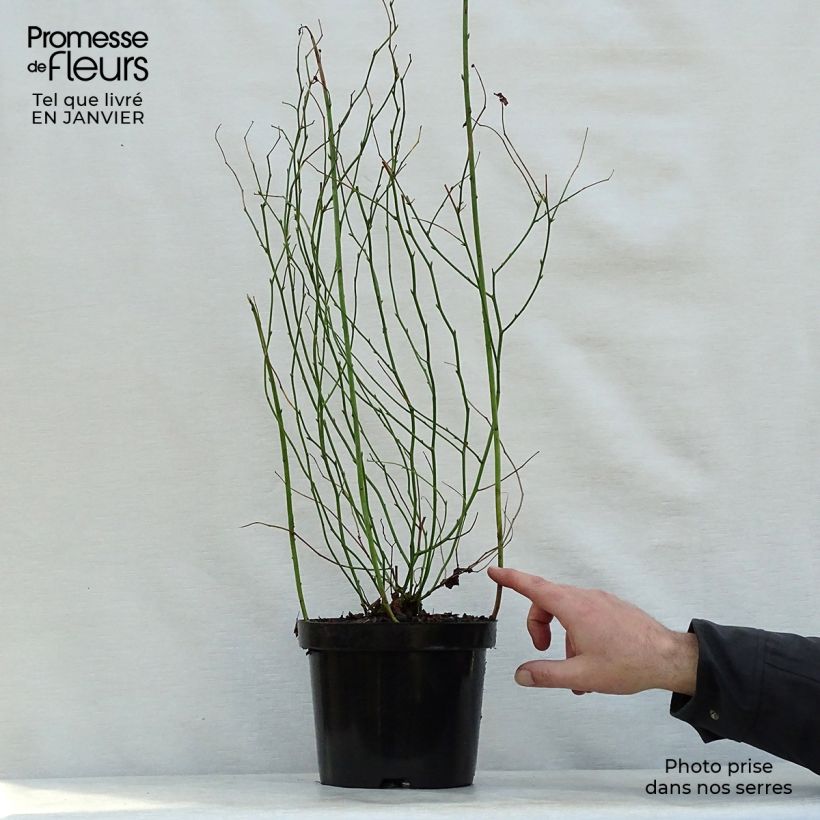 Kerria japonica Pleniflora Maceta 2L/3L Ejemplar entregado en invierno