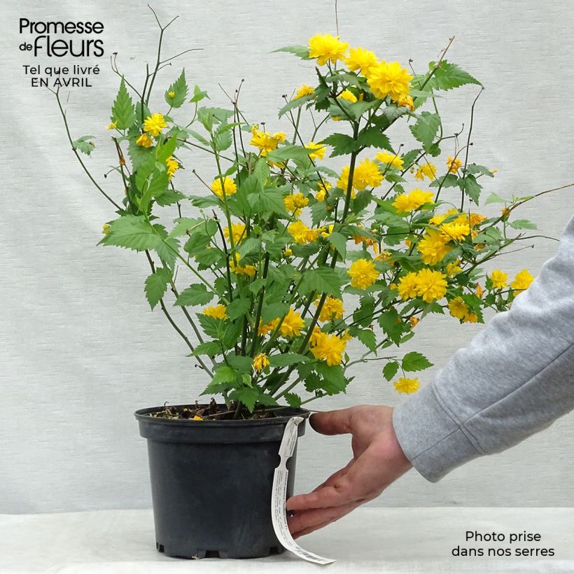 Kerria japonica Pleniflora Maceta 2L/3L Ejemplar entregado en la primavera