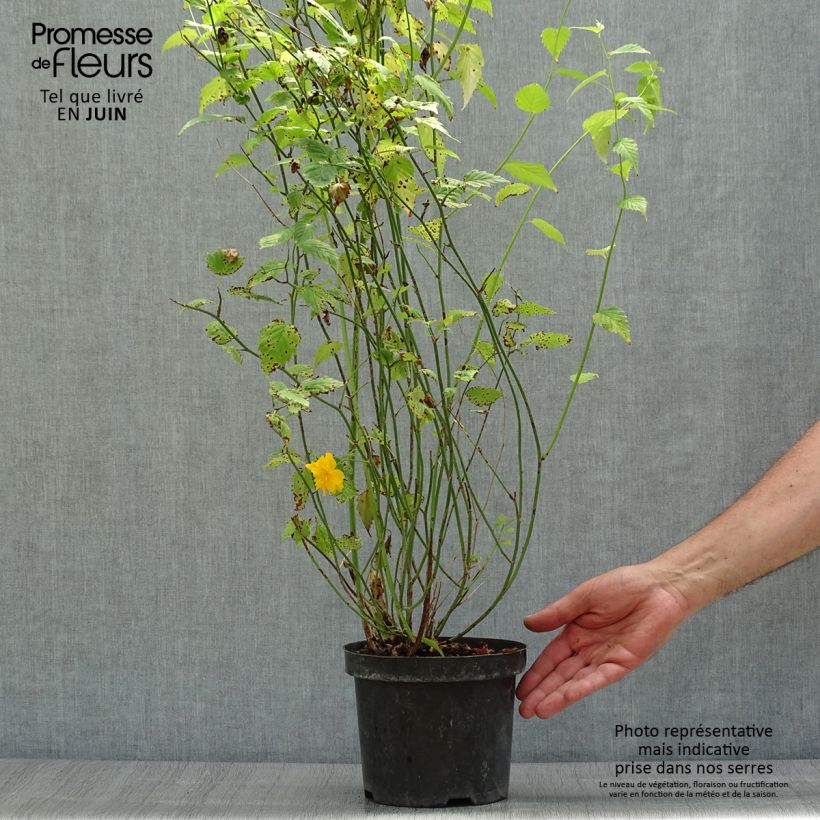 Ejemplar de Kerria japonica Pleniflora Maceta 2L/3L entregado en verano